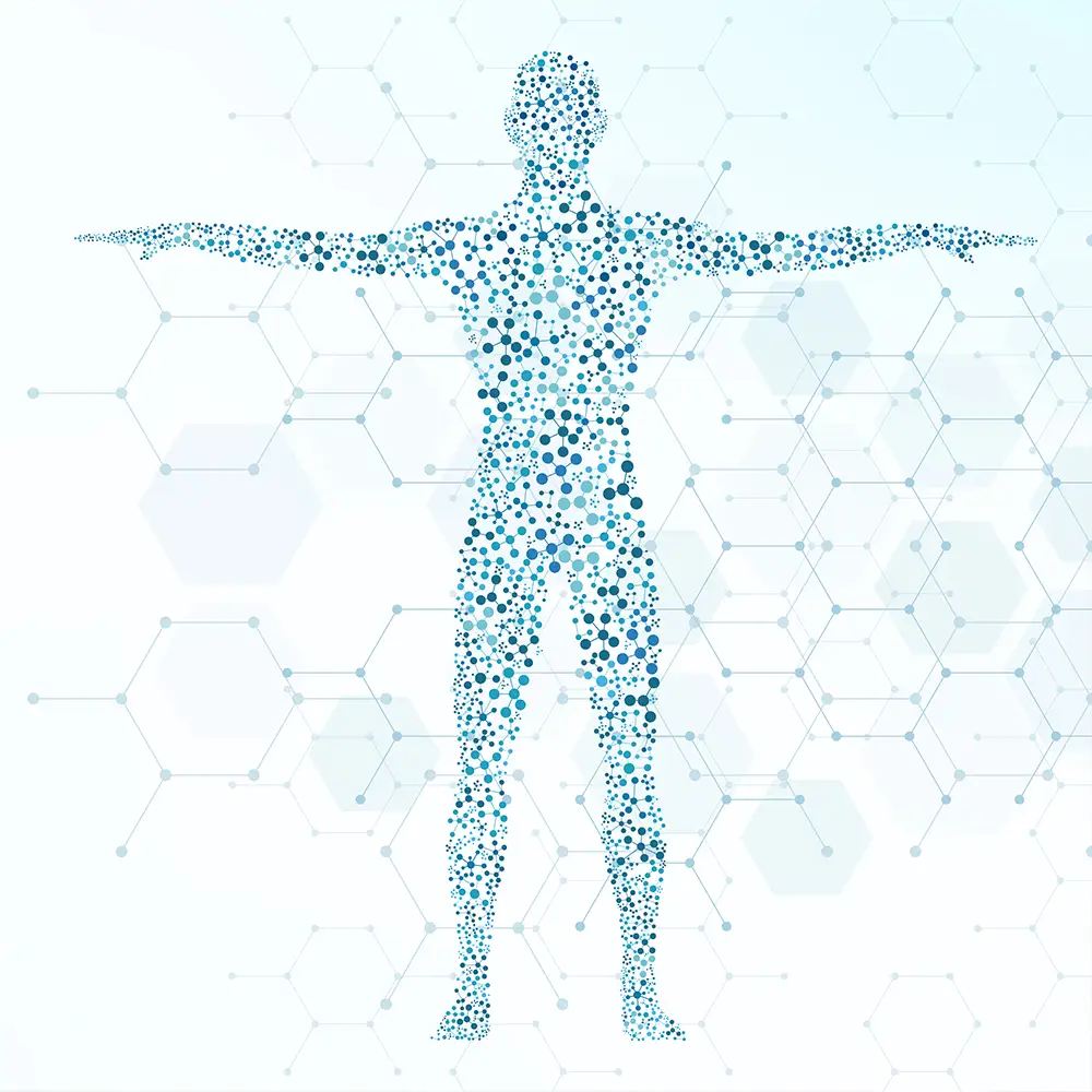 Vector Illustration eines menschlichen Körpers